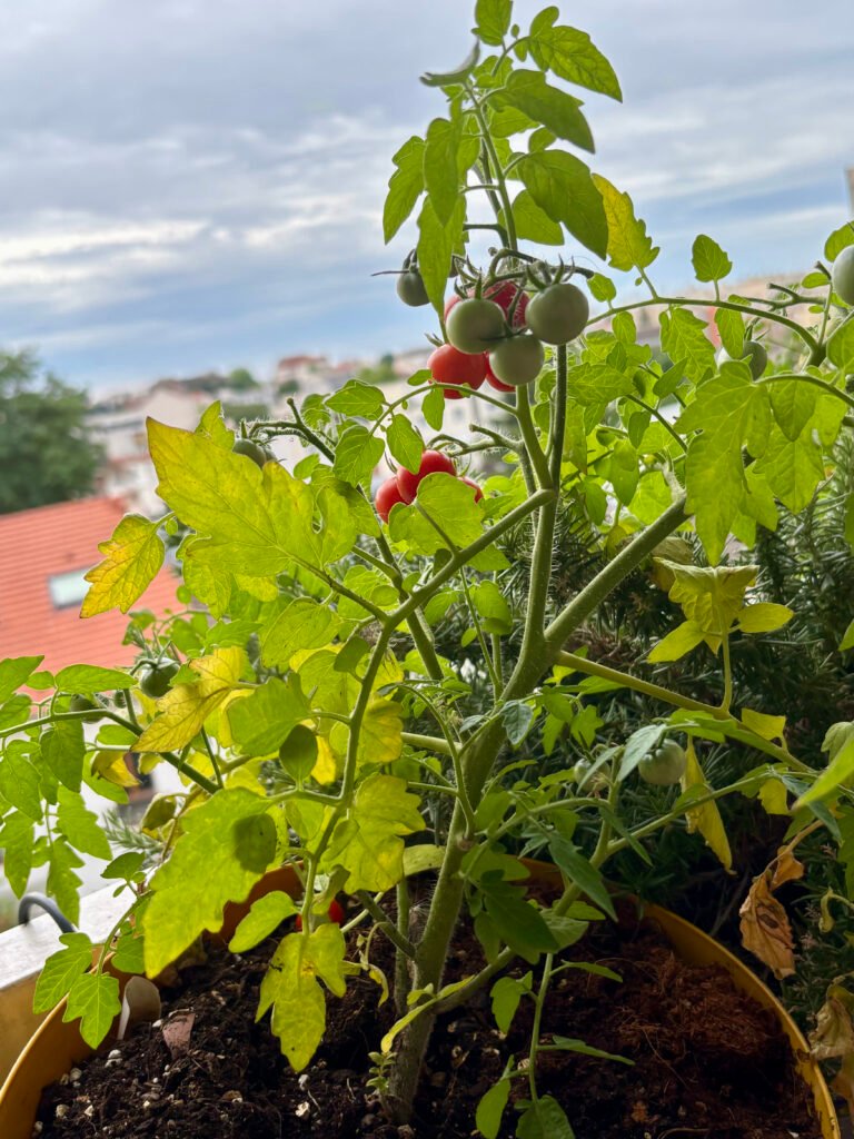 Plant de tomate Baby Boomer en pot sur mon balcon