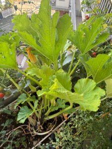 Plant de courgette cultivé dans une jardinière sur mon balcon