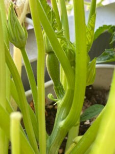 Courgette qui ne parvient pas à grossir
