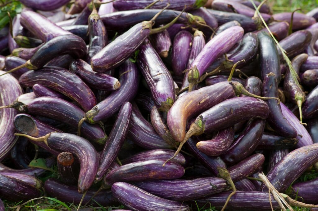 récolte aubergines