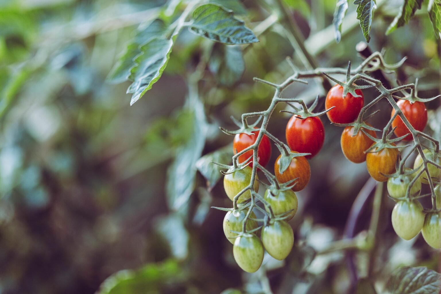 Comment faire Rougir des Tomates Vertes - Méthode Expresse
