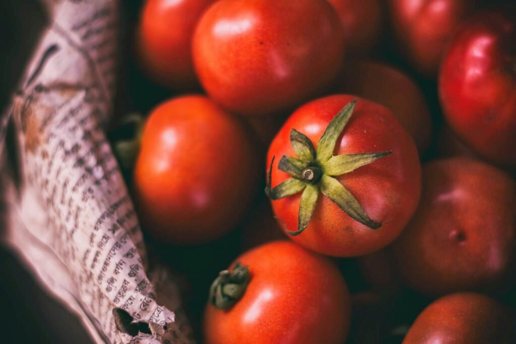 Récolte de tomates