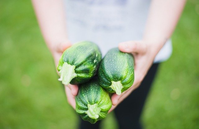 Récolte de courgettes
