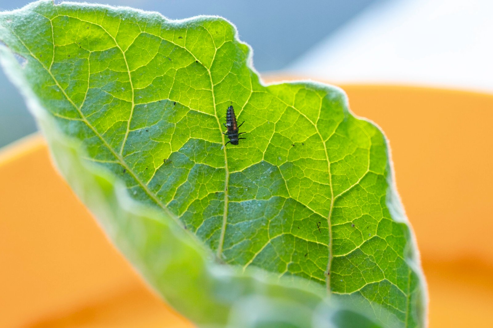 Larve de coccinelle sur une feuille d'aubergine