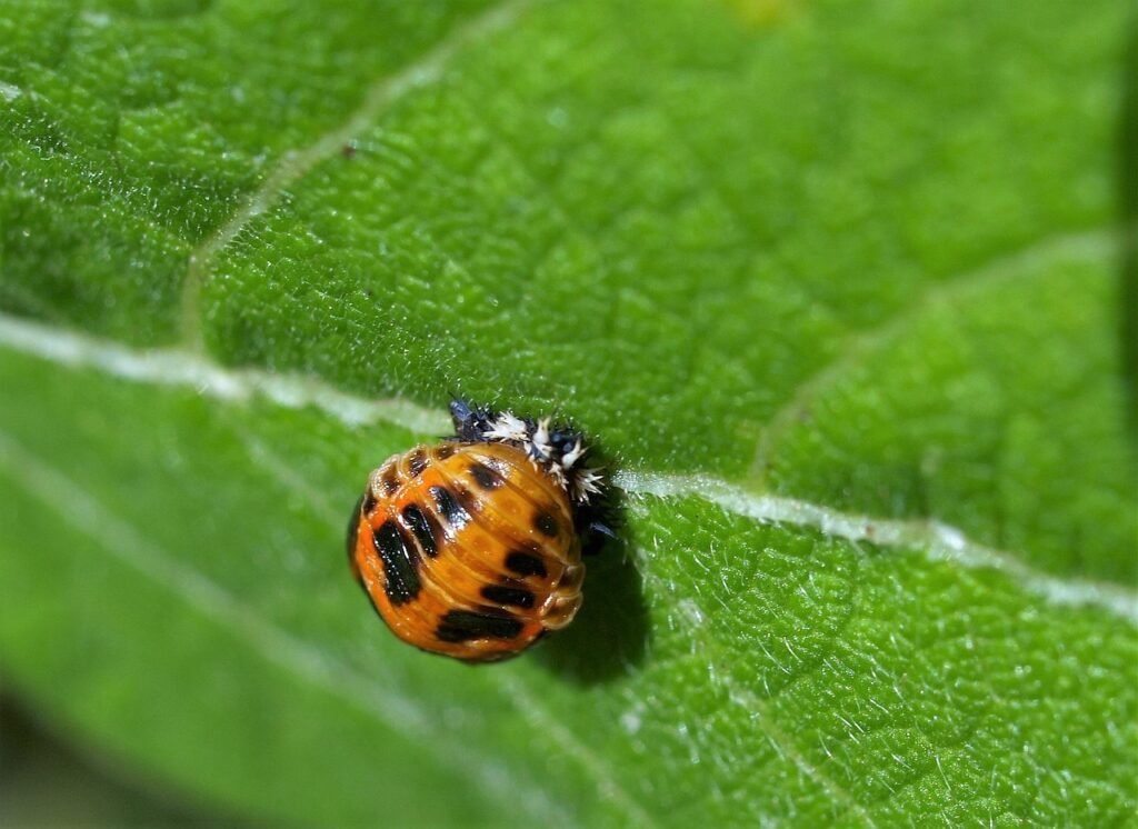 Nymphe de coccinelle