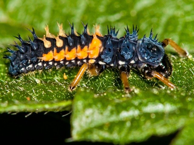 Larve de coccinelle