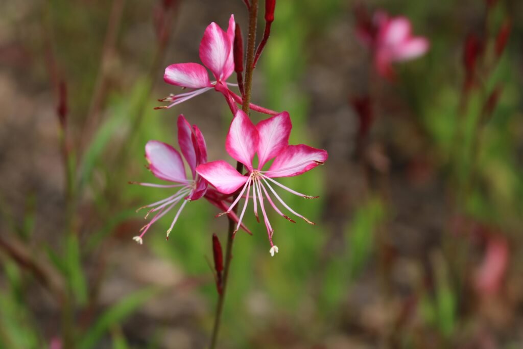 Photo de gaura