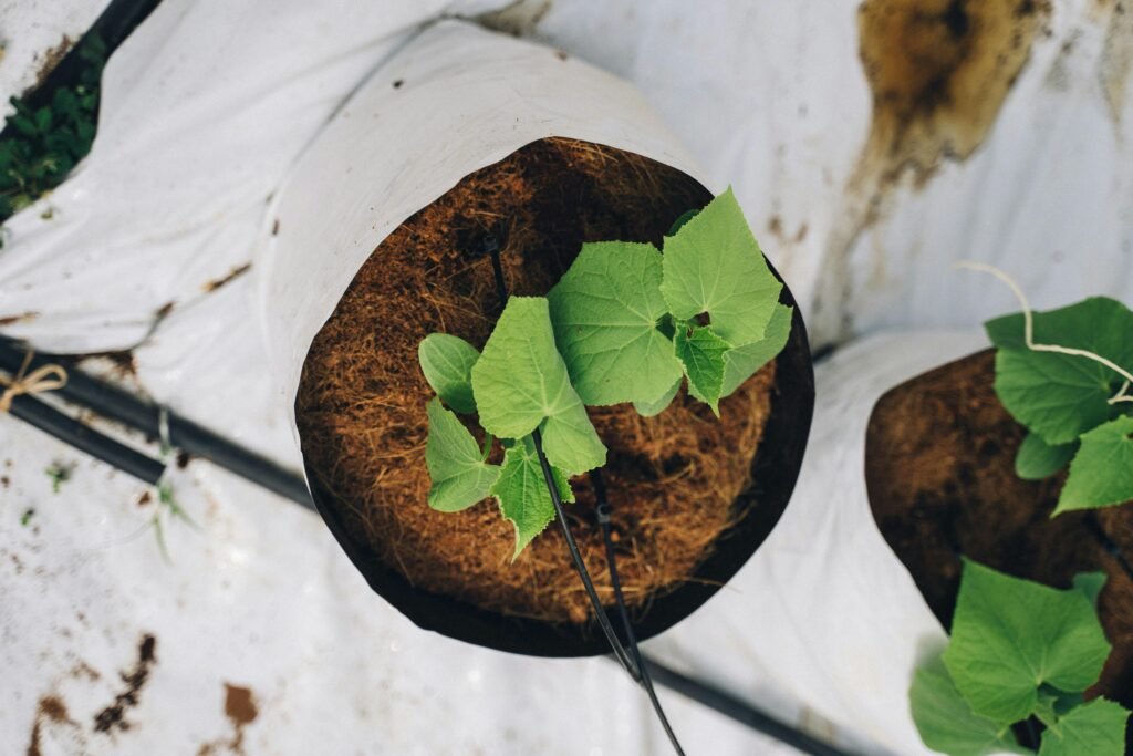 6 variétés de concombres à cultiver sur un balcon