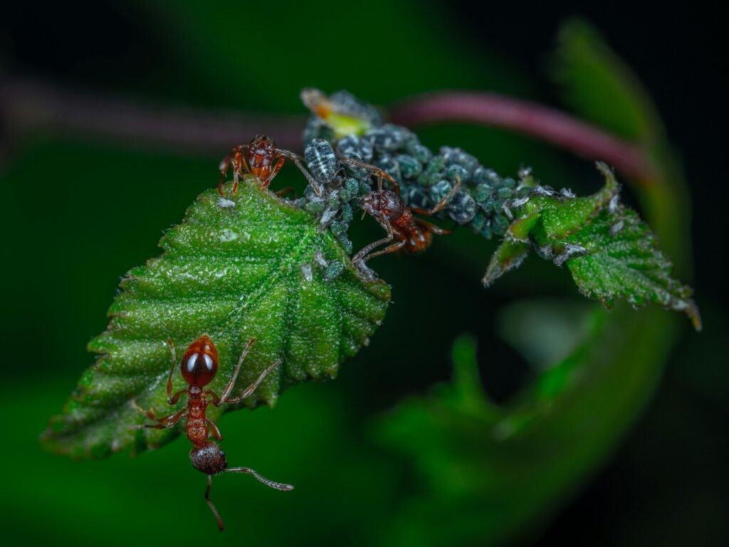 Pucerons protégés par des fourmis