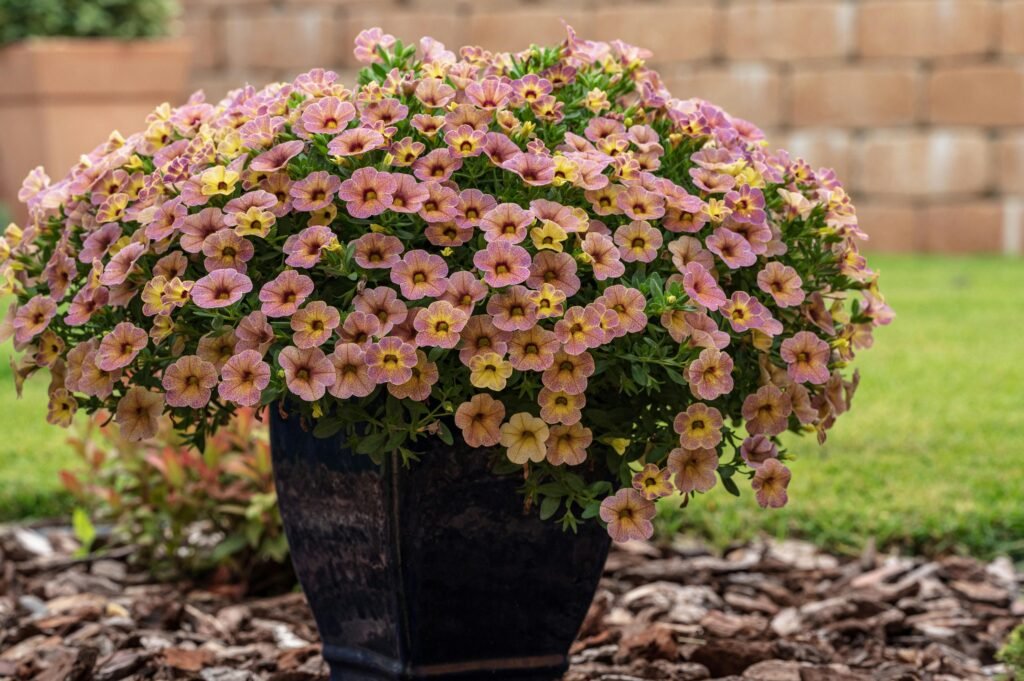 Quelles fleurs planter en juin en jardinière ?