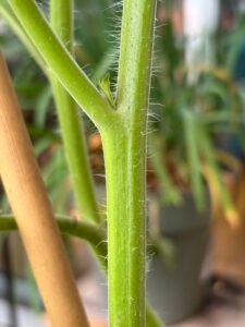 Jeune gourmand de tomate