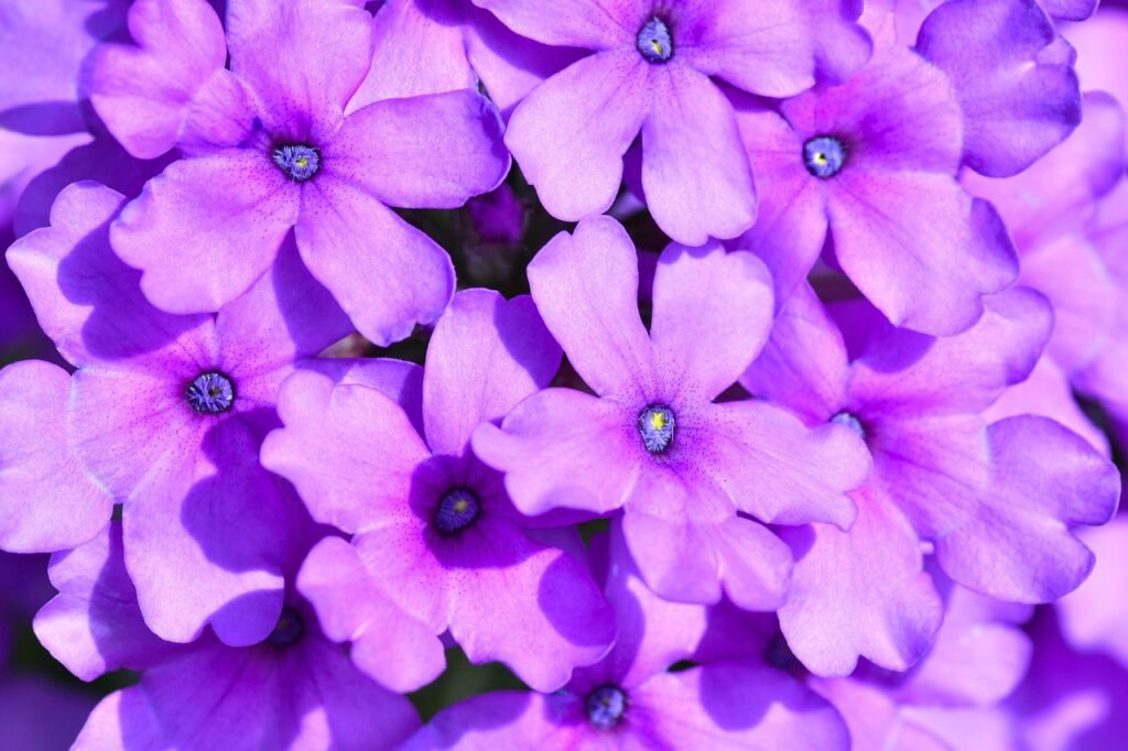 Verveine des jardins