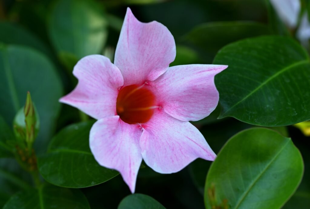 Mandevilla