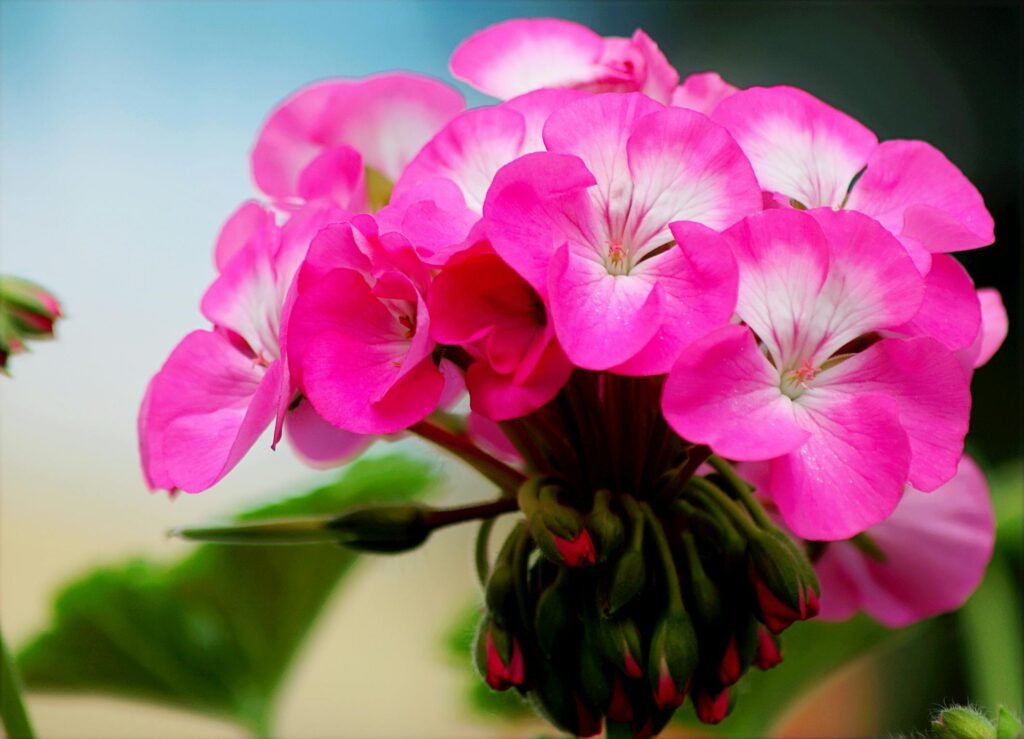 Pelargonium