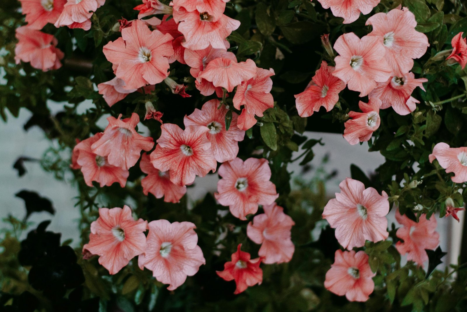 Petunia