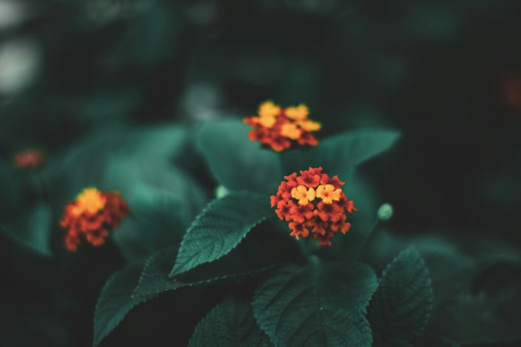 Lantana