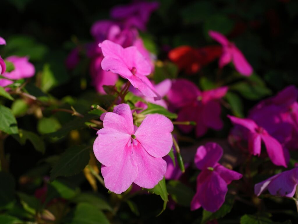 Impatiens de Nouvelle Guinée