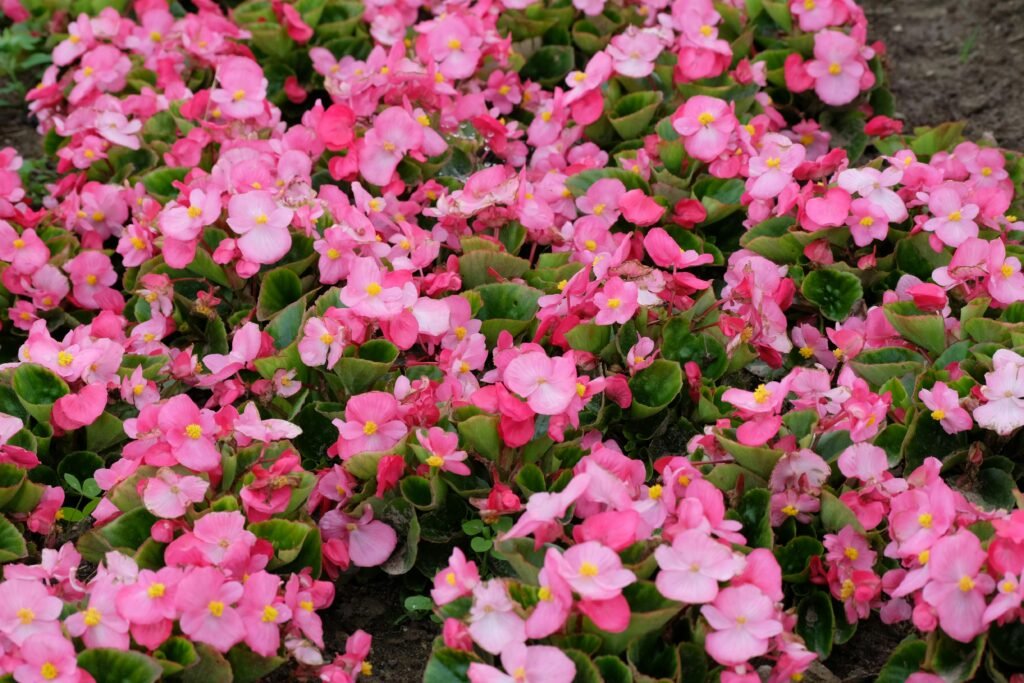 begonia semperflorens