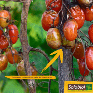 Bouillie Bordelaise Sans Colorant 1,1 kg – Solabiol Bouillie Bordelaise Sans Colorant 1,1 kg – Solabiol