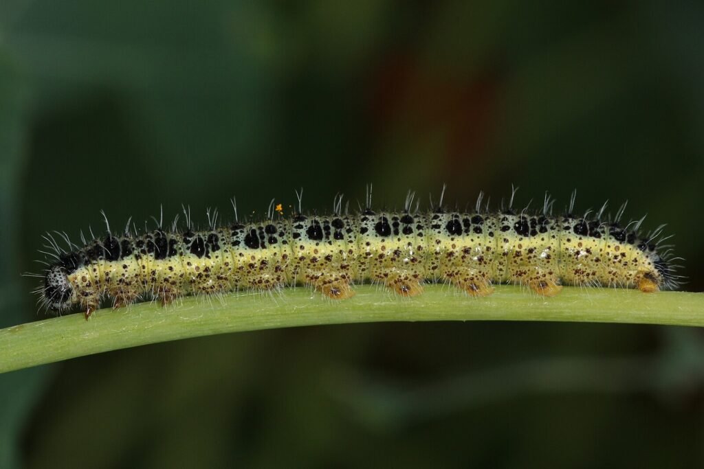 Chenille de la piéride du chou
