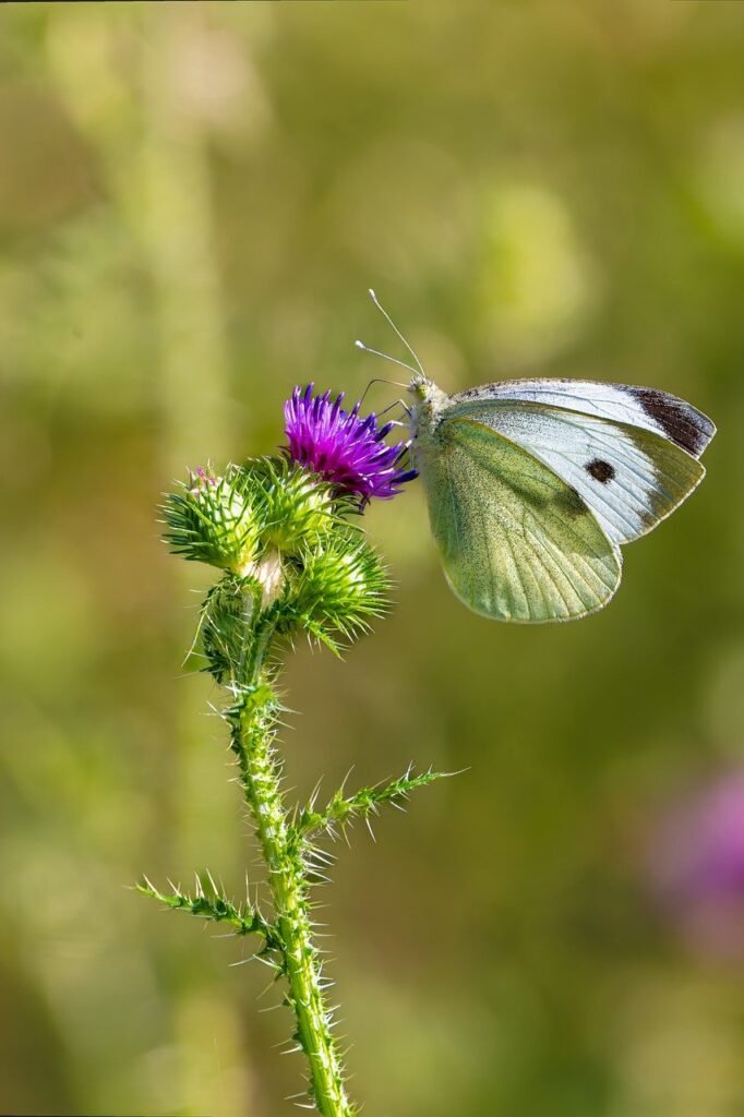 Piéride du chou butinant une fleur de chardon.