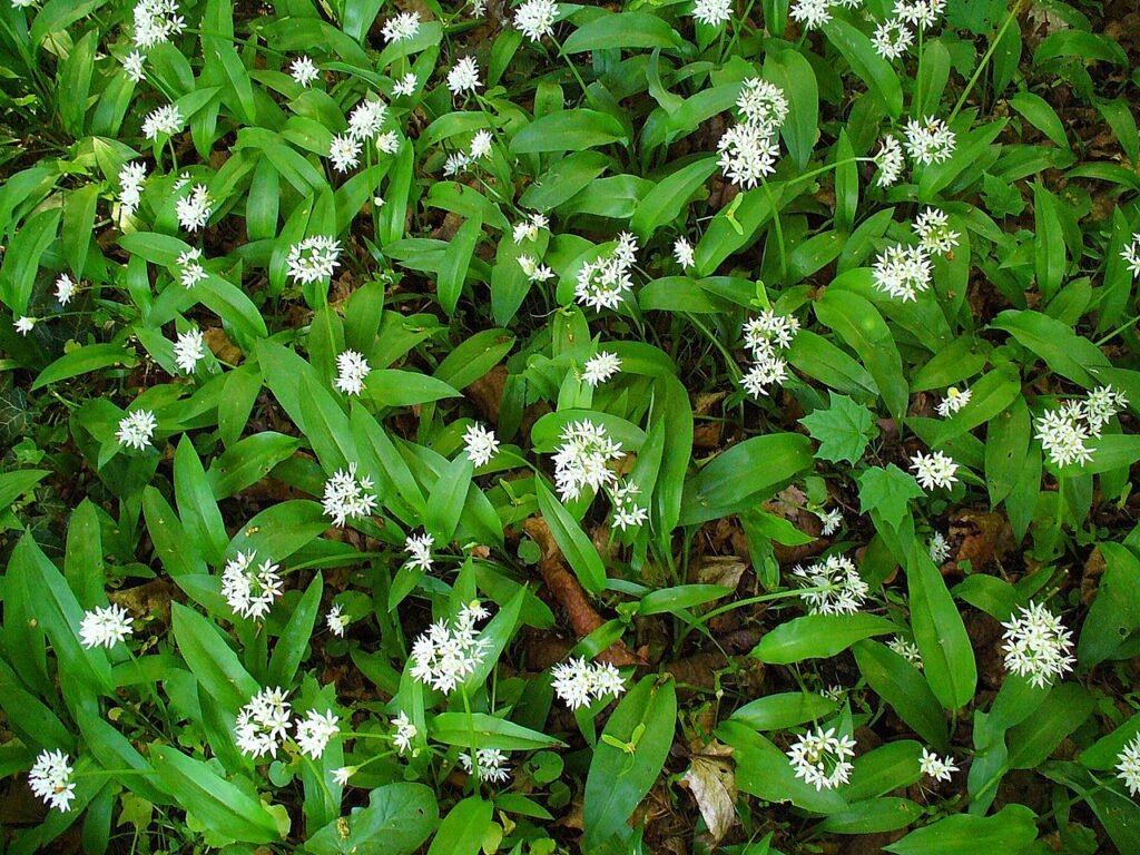 Tapis végétal d'ail des ours