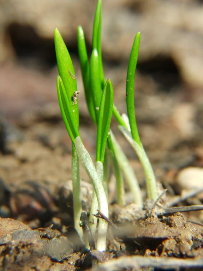 Jeunes plants d'ail des ours