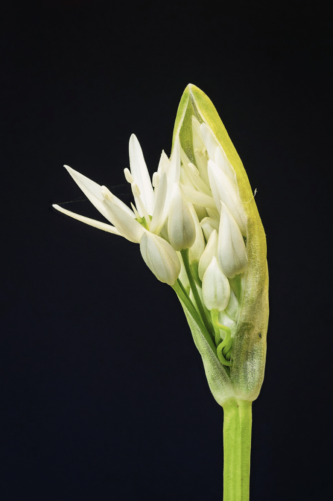 Inflorescence ail des ours