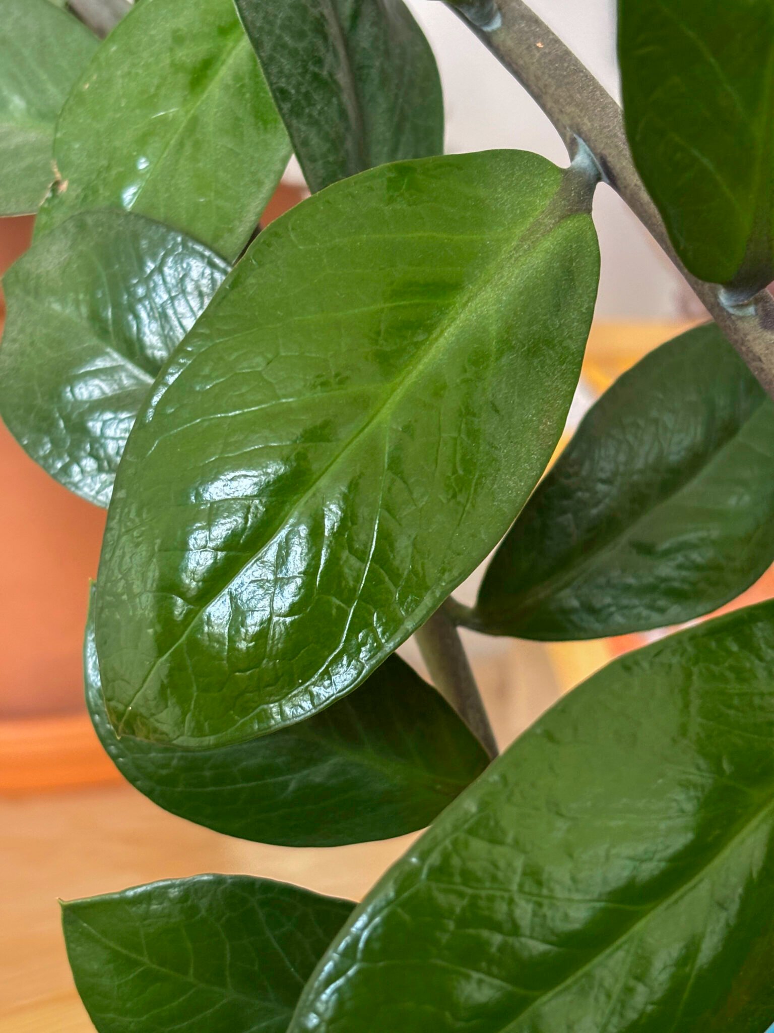 Feuille de Zamioculcas zamiifolia