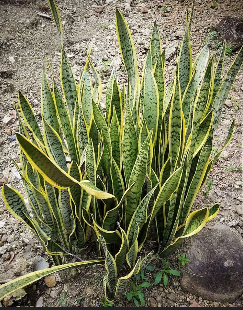Sansevieria dans son environnement naturel