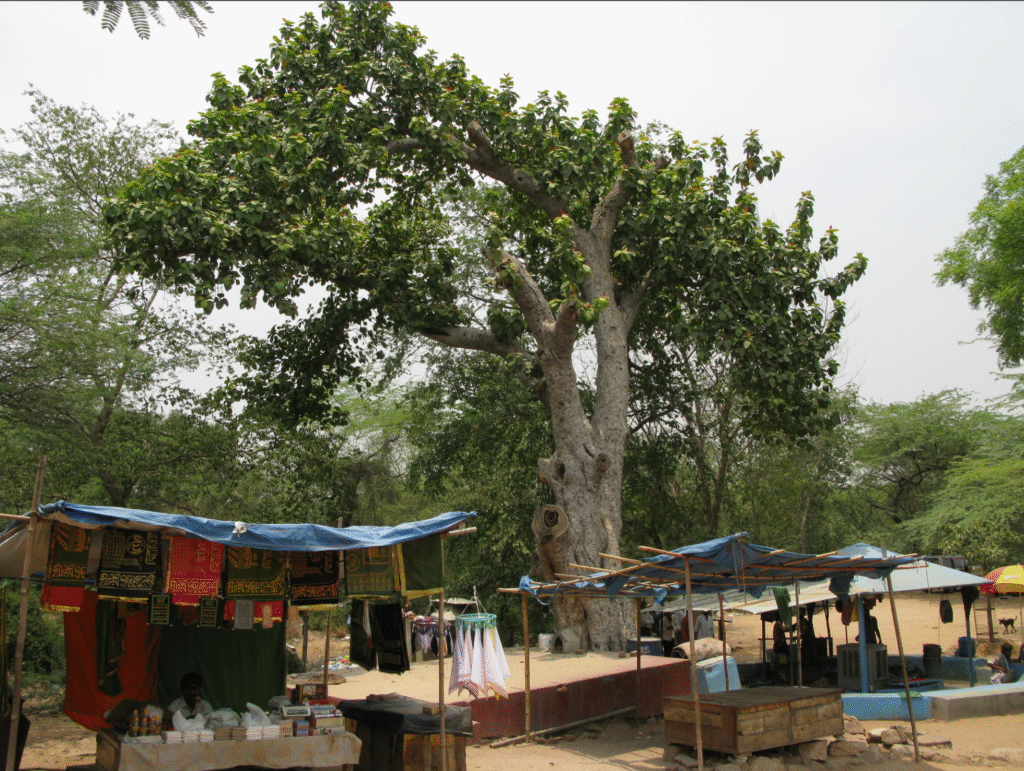 Ficus elastica dans son environneemnt naturel, en Inde