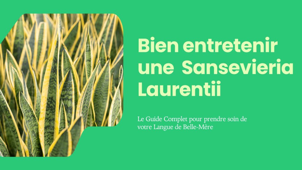 Comment entretenir et faire pousser une Sansevieria trifasciata ‘Laurentii’ (langue de belle-mère) ?
