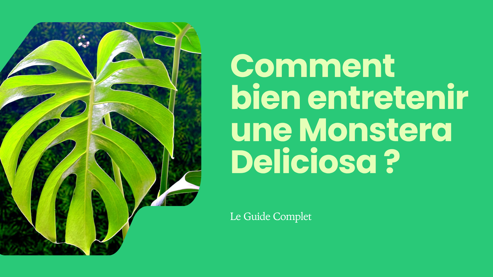 Comment entretenir et faire pousser une Monstera Deliciosa ?