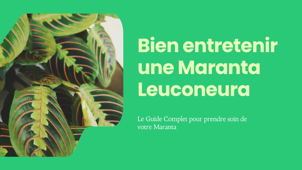 Comment entretenir et faire pousser une Maranta Leuconeura ?