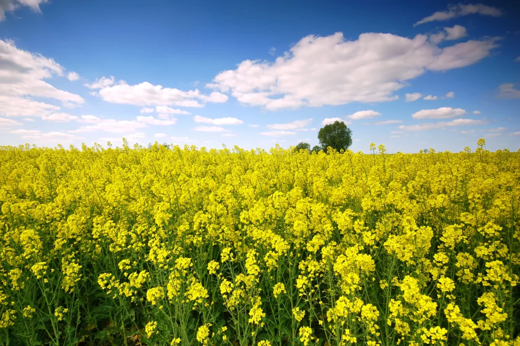 Champ de moutarde blanche en fleurs