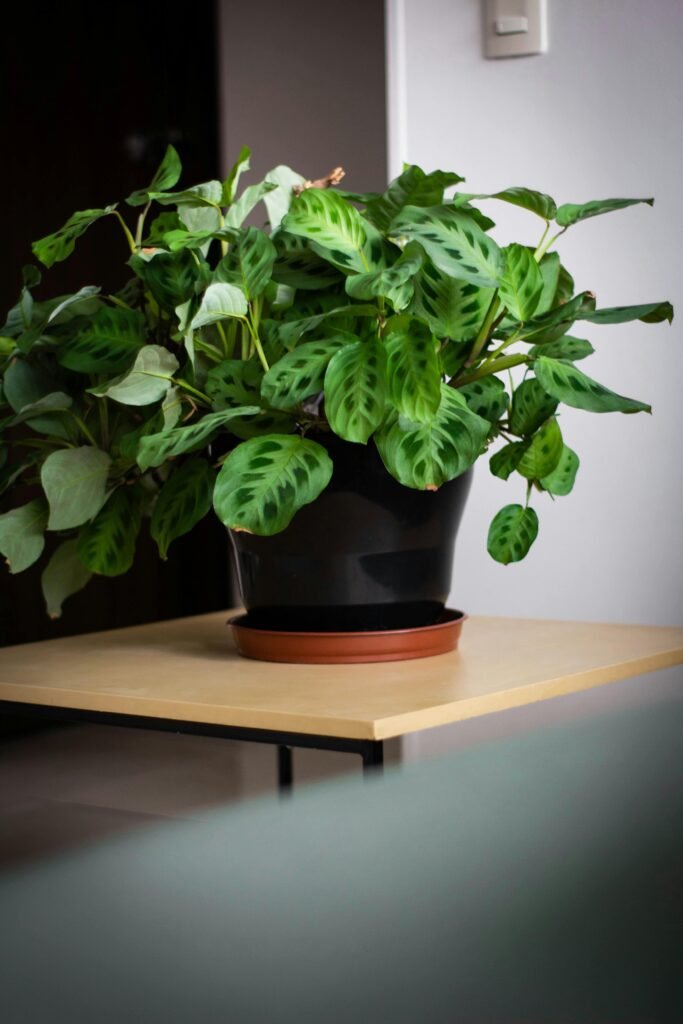 Maranta leuconeura en pot