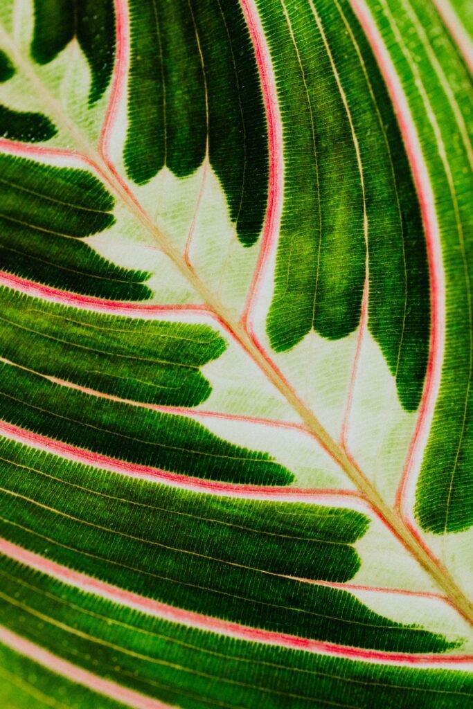 Feuille de Maranta leuconeura var. erythroneura