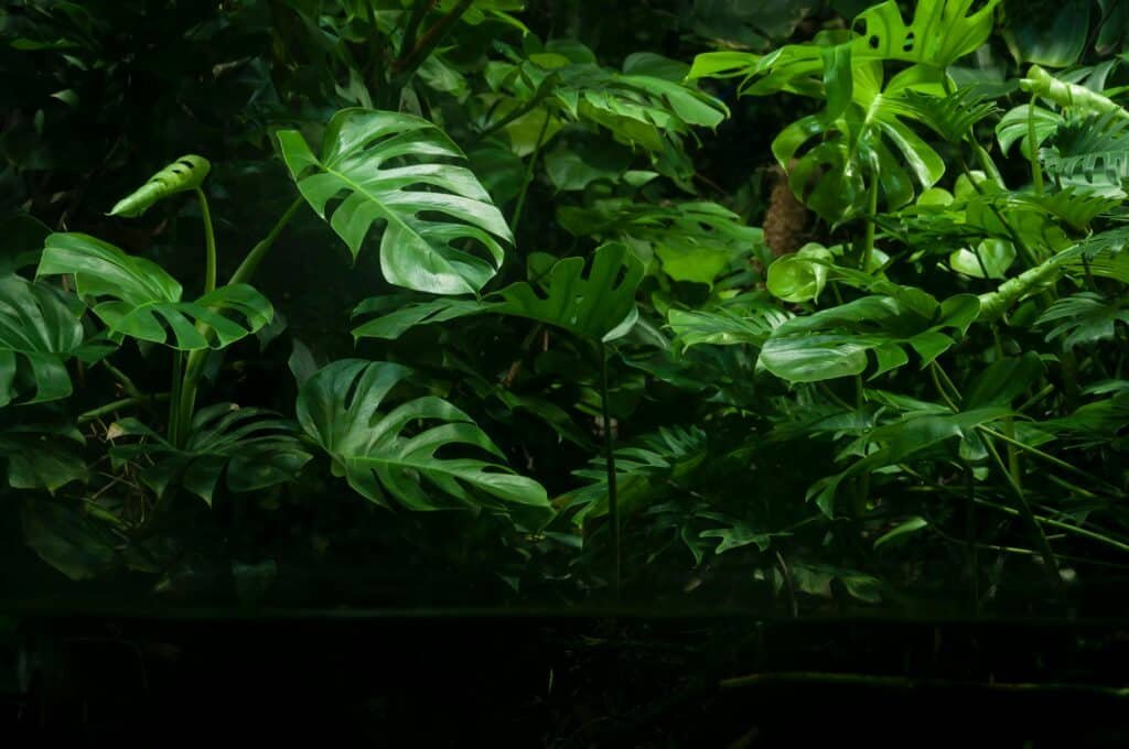 Monstera Deliciosa en extérieur