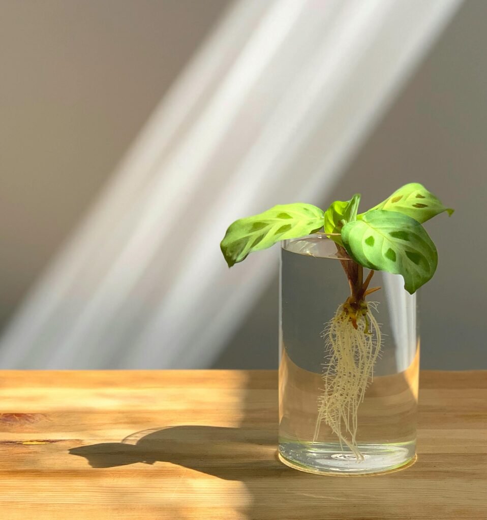 Bouture de Maranta leuconeura 