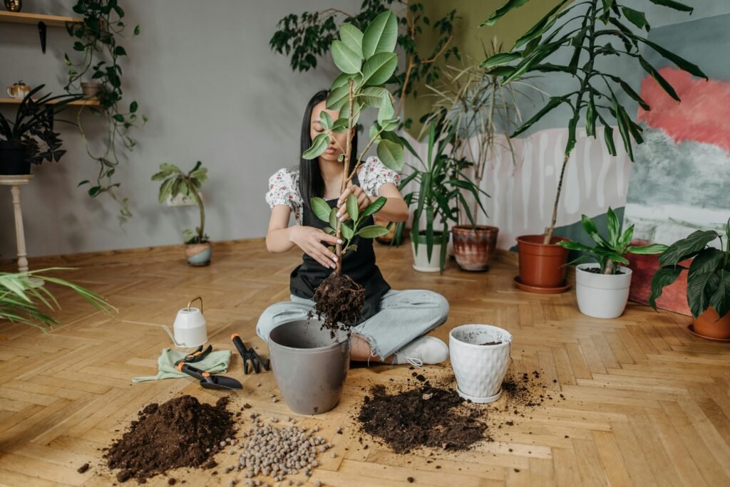 Jeune femme rempotant un ficus elastique