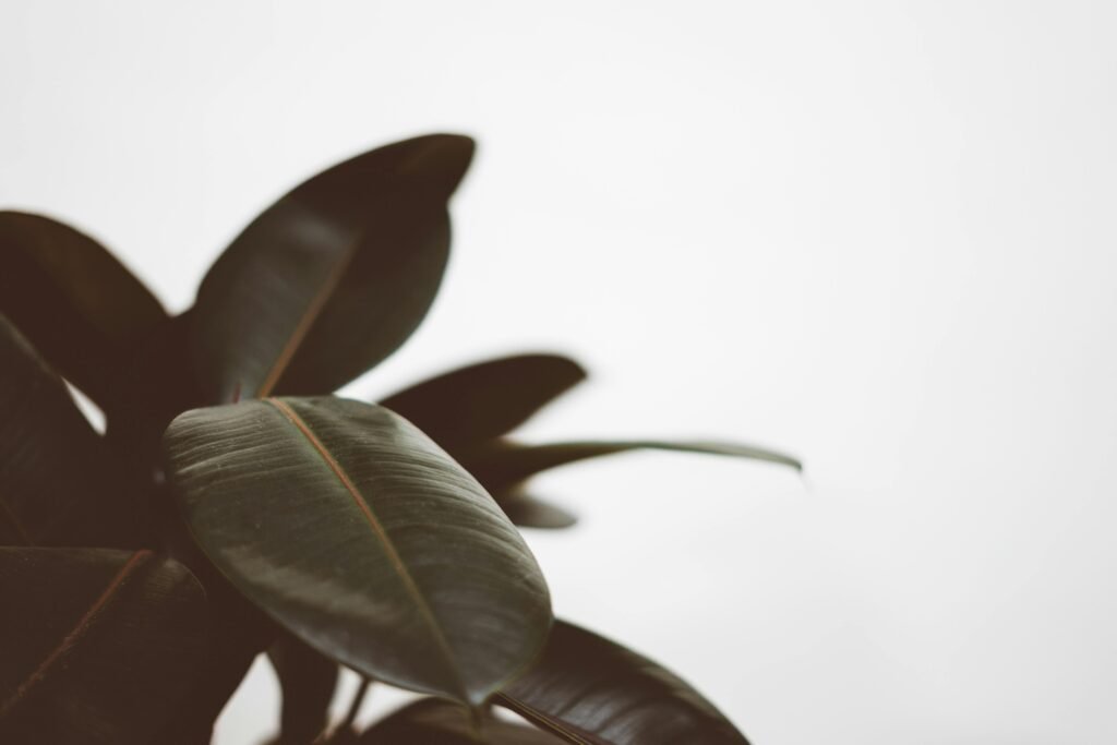 Feuilles de Ficus elastica