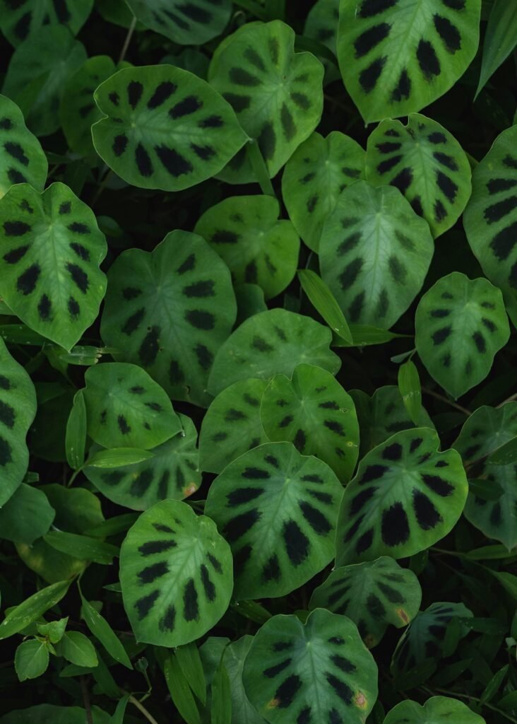 Maranta leuconeura