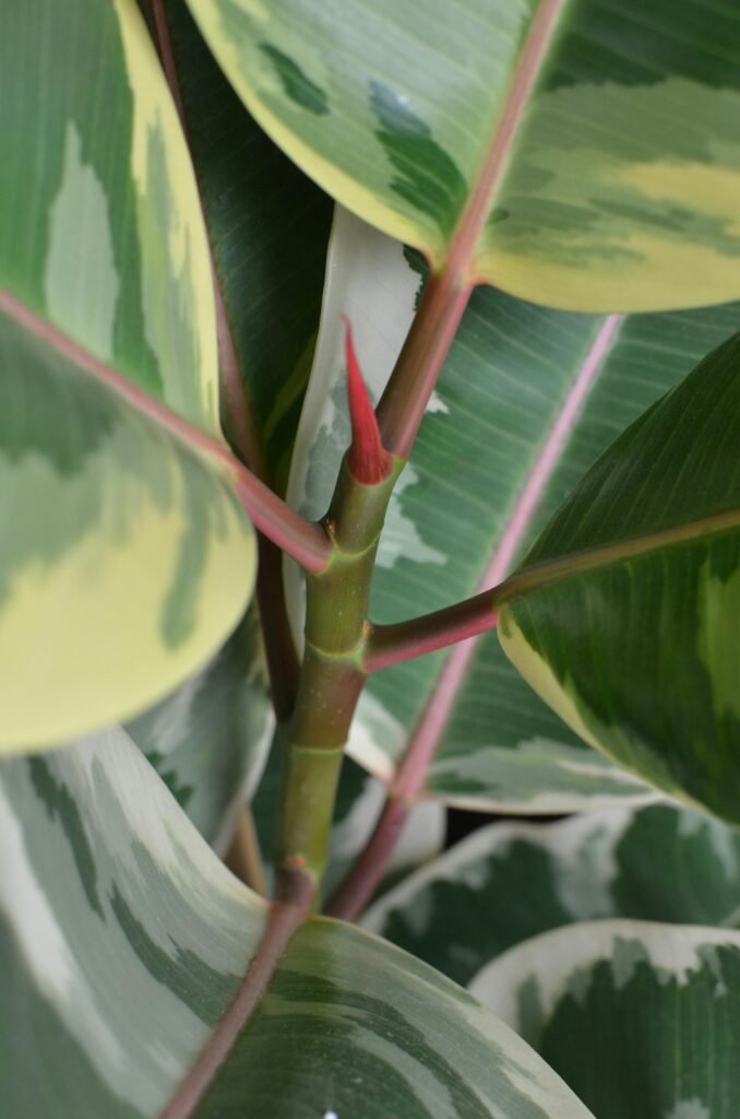 Stipule d'un arbre à caoutchouc