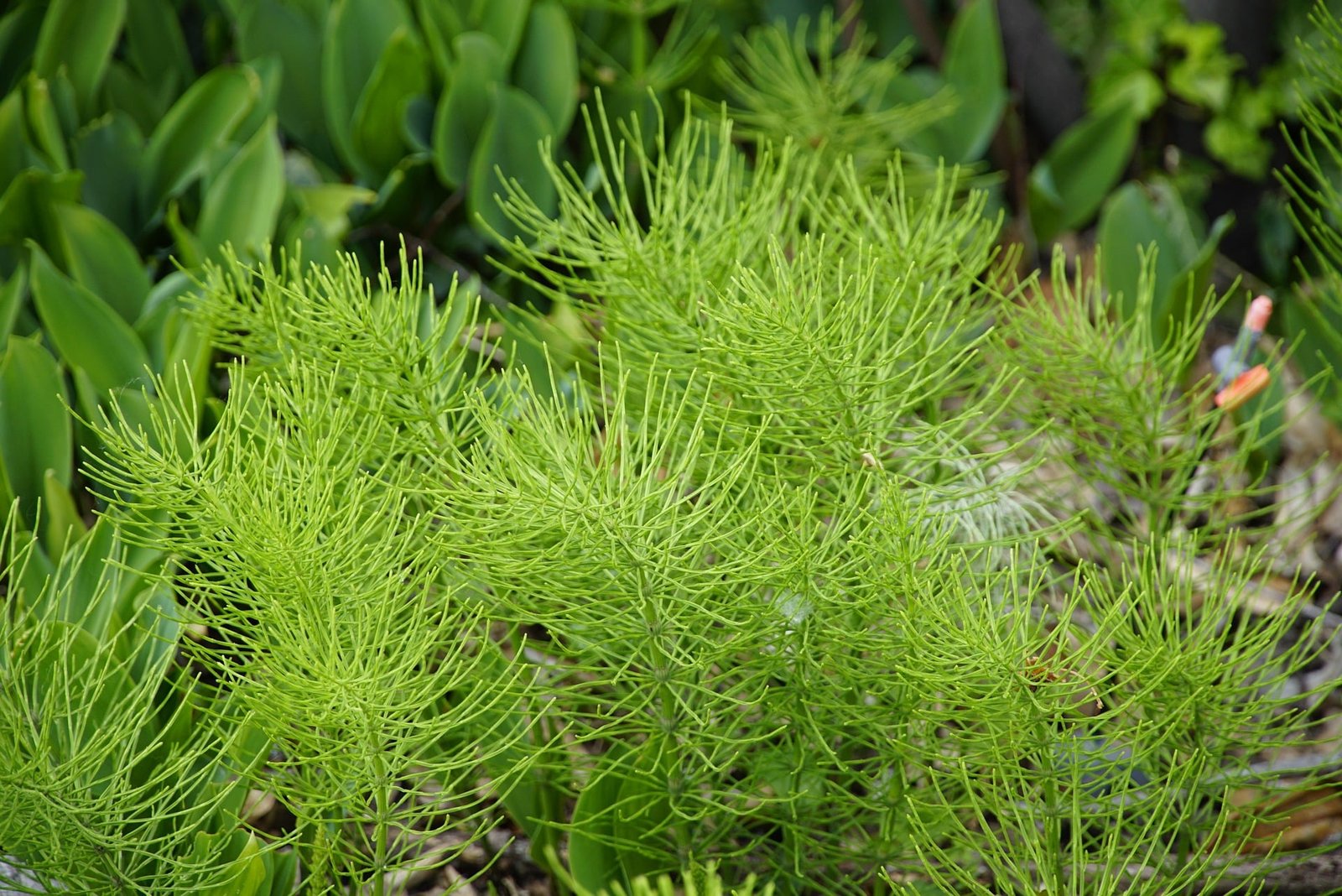 Purin de prêle voici comment bien l'utiliser au potager — free download