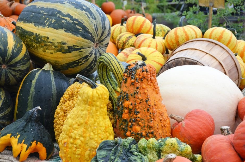 Assortiment de courges et potirons colorés