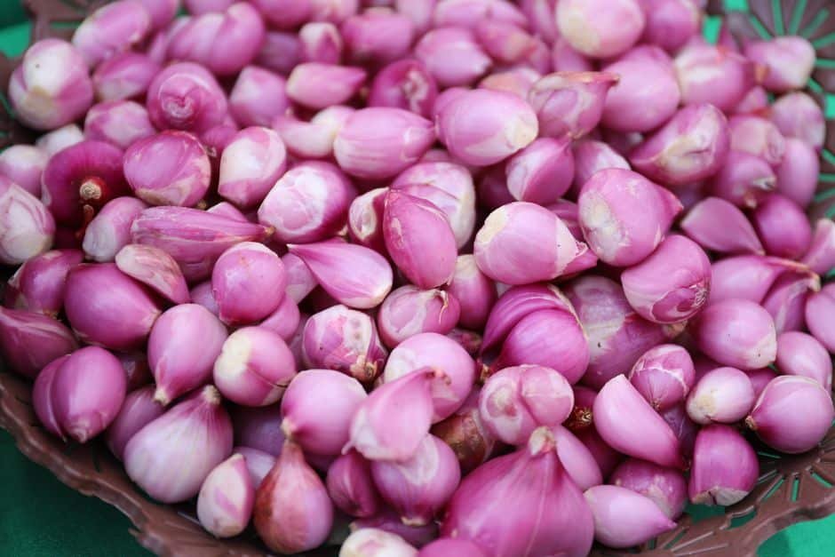 Bulbes d’échalotes roses prêts à être plantés