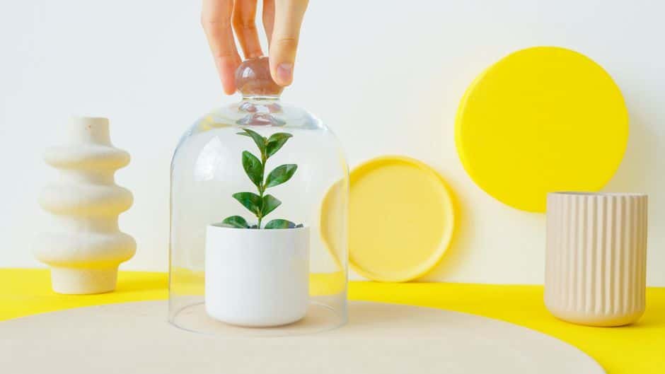Cloche en verre posée sur une jeune plante en pot