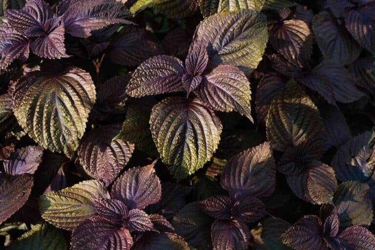 Feuillage pourpre de shiso, aussi appelé pérille