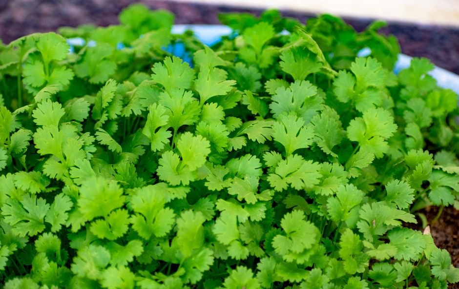 Feuilles de coriandre bien vertes poussant en pot