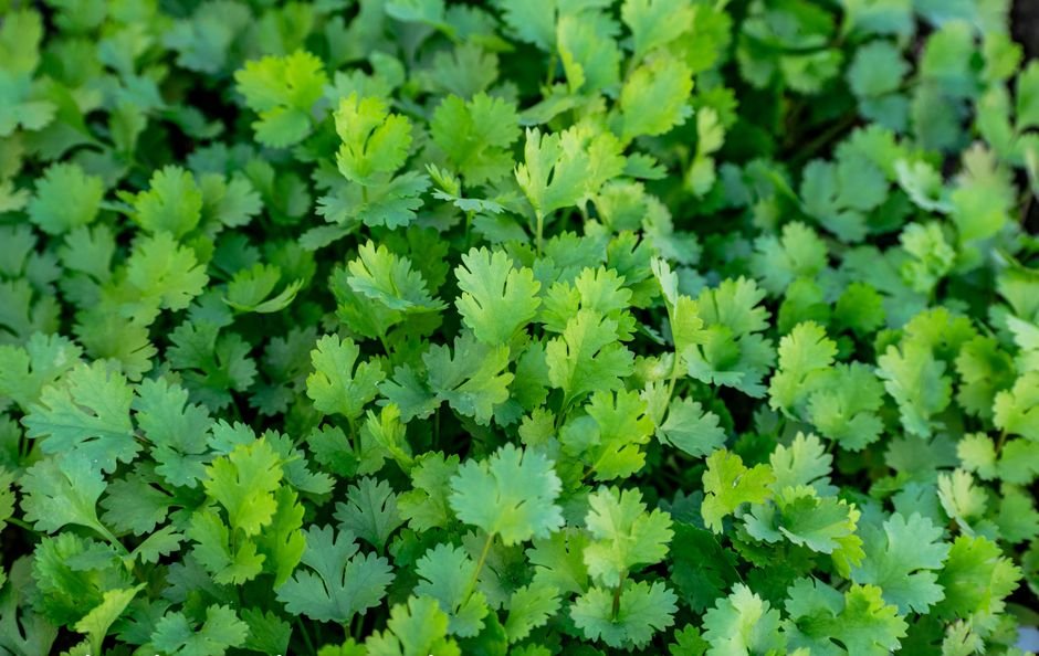 Feuilles de coriandre fraîche en pleine croissance